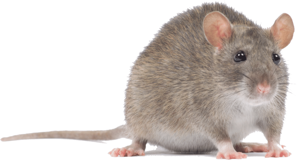 Viper Pest Services Mouse PNG